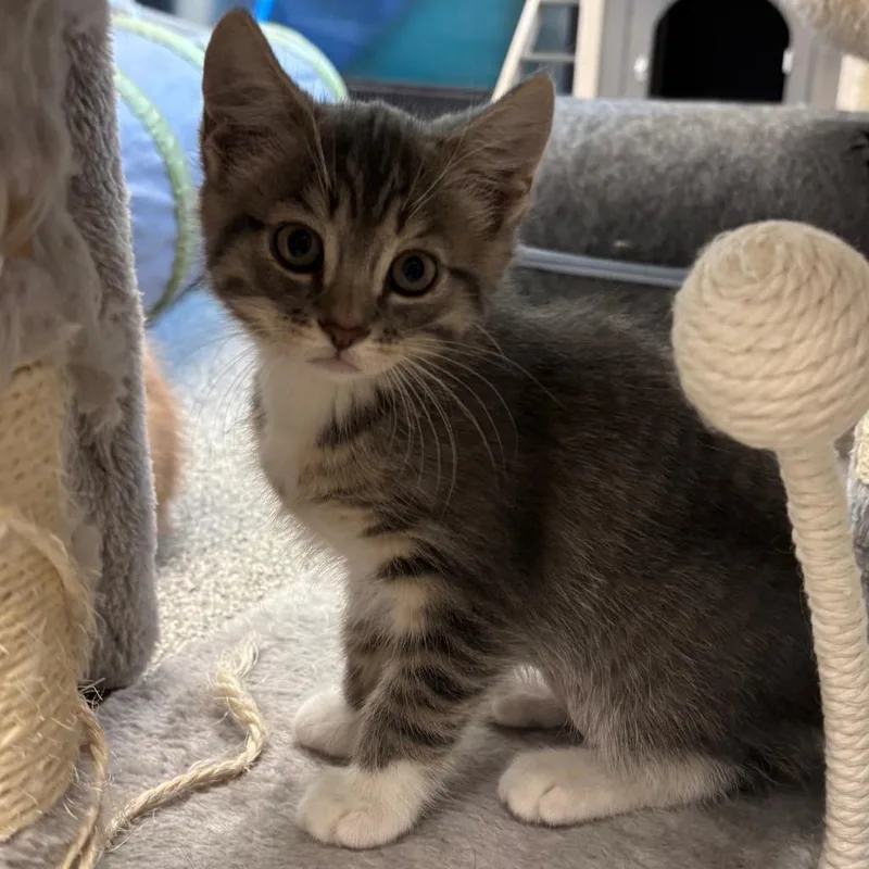 A baby small-sized female Gray / Blue / Silver Domestic Short Hair cat named Kite for adoption in Naperville, IL