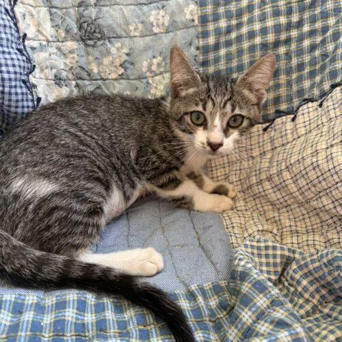 A baby small-sized female Domestic Short Hair cat named Katie for adoption in Tampa, FL