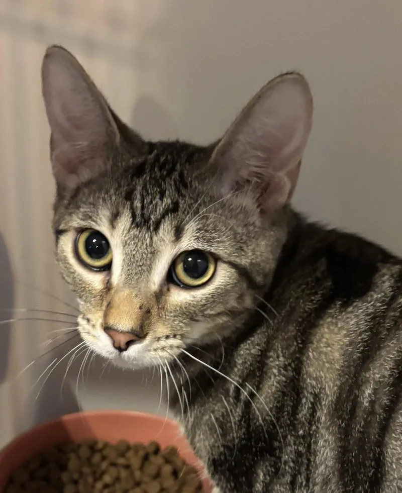 A young medium-sized male Domestic Short Hair cat named Sir Winston for adoption in Phoenix, AZ