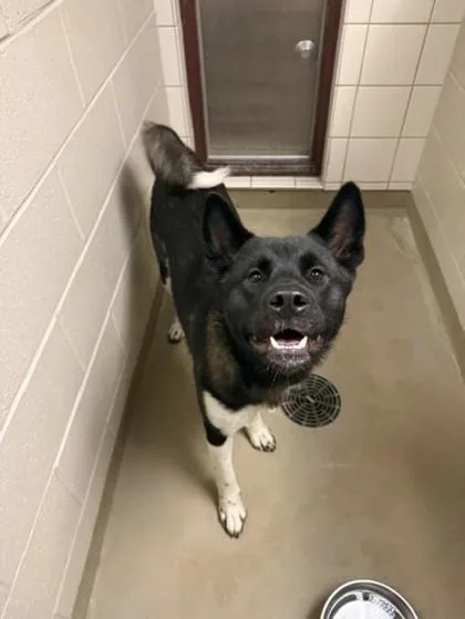 An adult large-sized female Akita dog named Sabrina for adoption in South Bend, IN