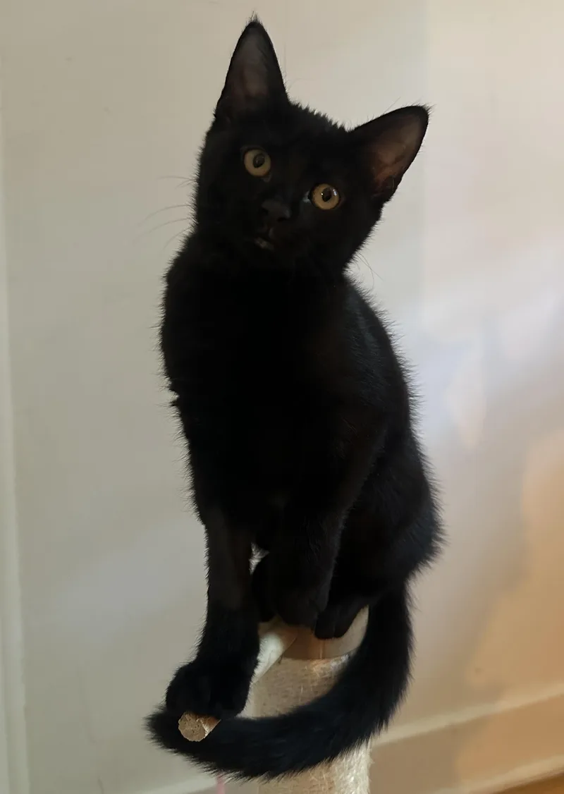 A baby medium-sized female Black Domestic Short Hair cat named Taco for adoption in Albany, NY