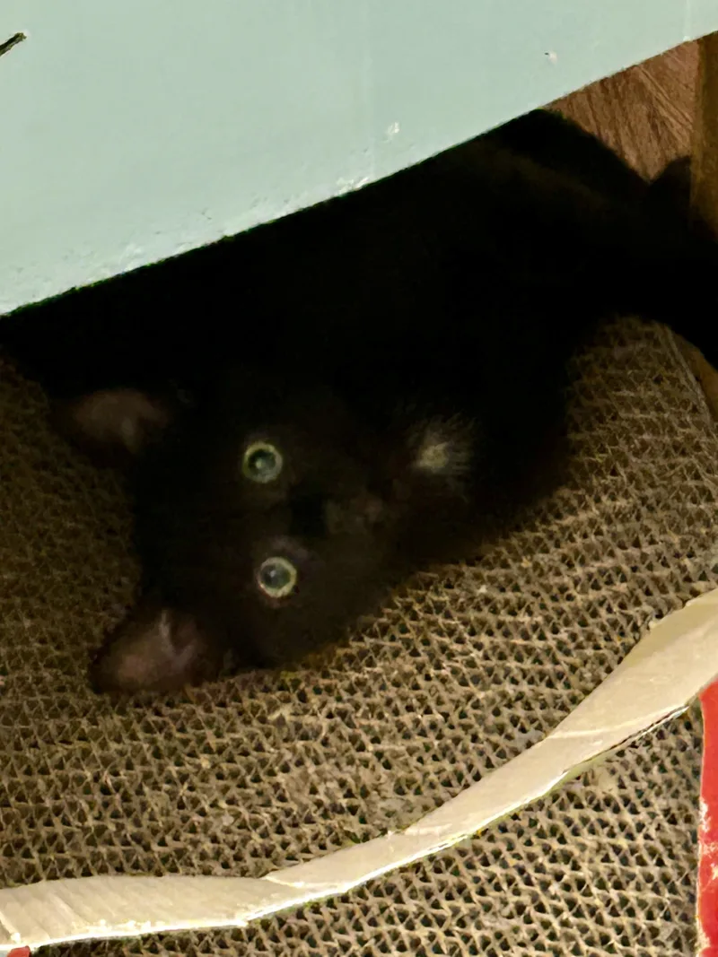 Letty & Mia thumbnail 5