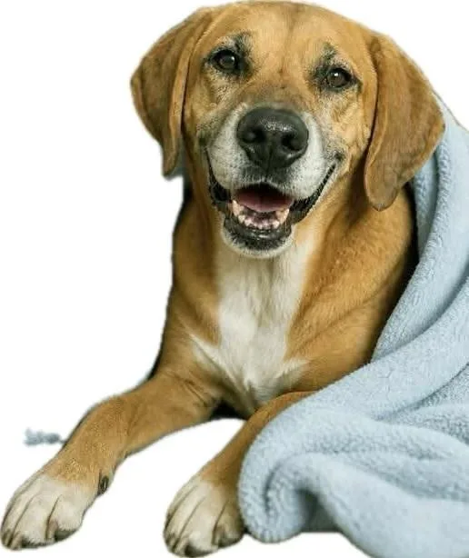 A senior medium-sized male Brindle Hound dog named Hayden for adoption in LA GRANGE PARK, IL