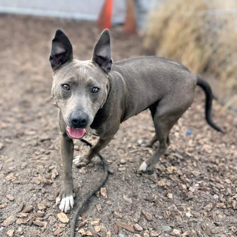 An adult medium-sized female Pit Bull Terrier dog named Piper for adoption in Oakland, CA