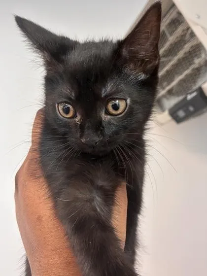 A baby small-sized female Domestic Short Hair cat named Betty for adoption in West Chester, PA