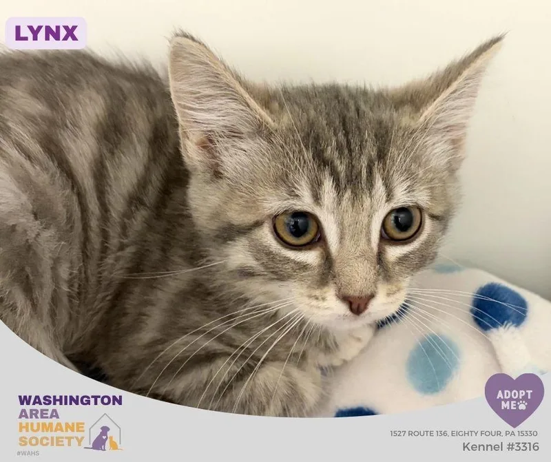 A baby small-sized female Tabby (Gray / Blue / Silver) Domestic Short Hair cat named Lynx for adoption in Eighty Four, PA