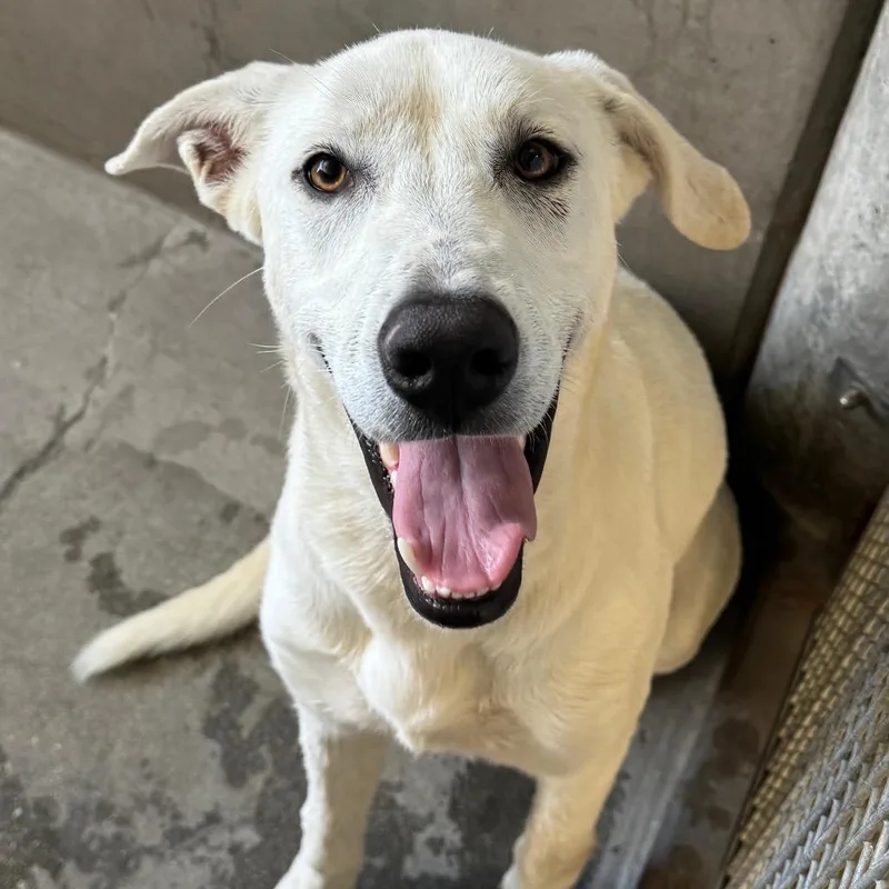 An adult medium-sized female White / Cream Labrador Retriever dog named Brooklyn for adoption in Mission Hills, CA