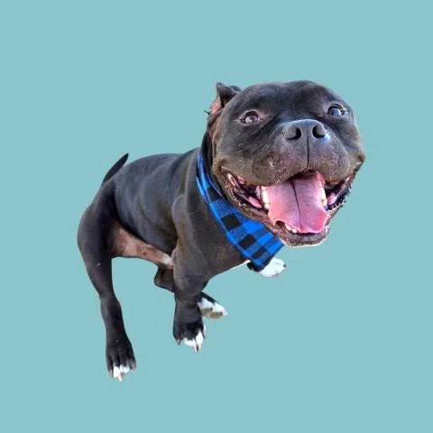 A young medium-sized male American Staffordshire Terrier dog named Cannoli for adoption in Bakersfield, CA