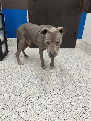 A senior large-sized male Mixed Breed dog named Gandalf The Gray for adoption in Atlanta, GA