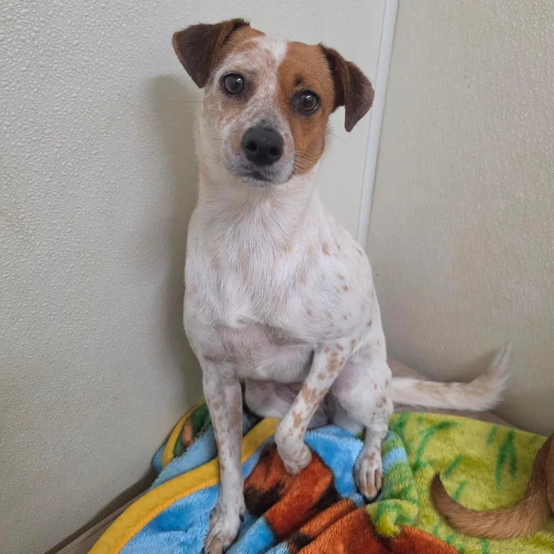 An adult small-sized female White / Cream Jack Russell Terrier dog named Dana Evans  Chino for adoption in Chino Hills, CA