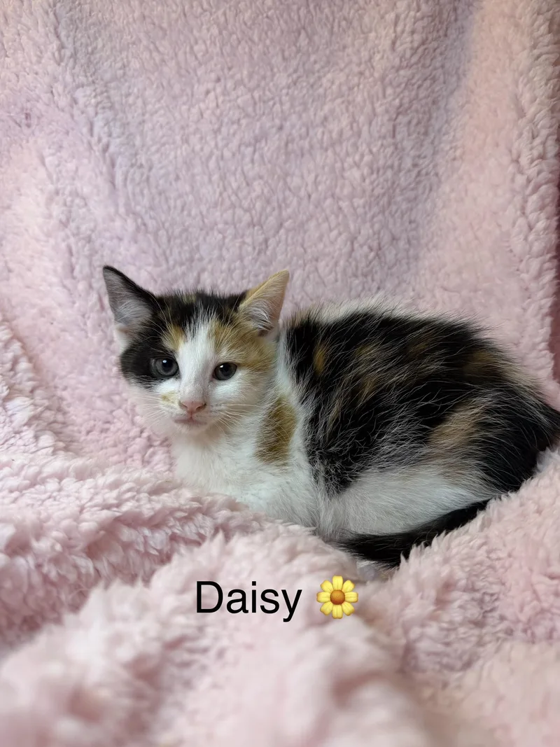 Daisy