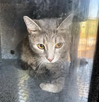 An adult medium-sized female Gray & White Domestic Short Hair cat named Samantha for adoption in Nashville, TN