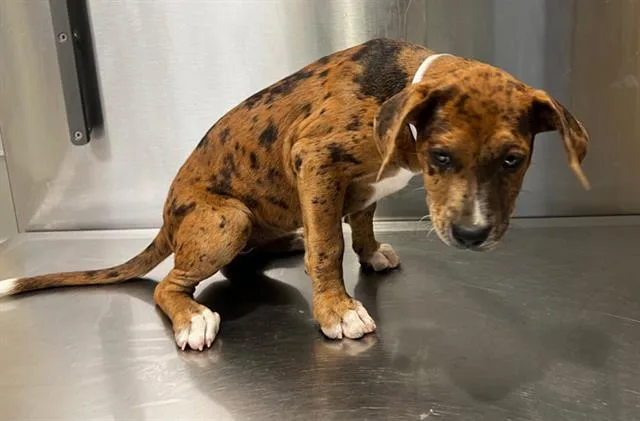 A baby small-sized female Catahoula Leopard Dog dog named Arya for adoption in Tustin, CA