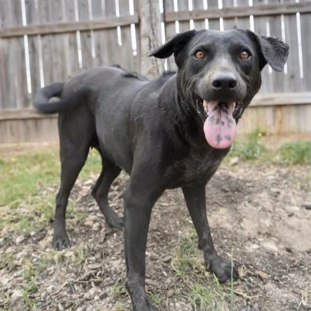 A young medium-sized female Shepherd dog named Myra for adoption in San Antonio, TX
