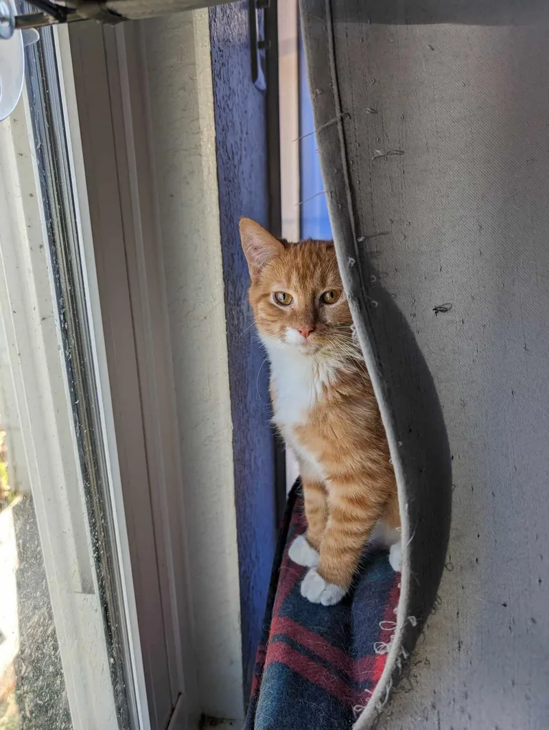 Ron  Considering Safe thumbnail 3