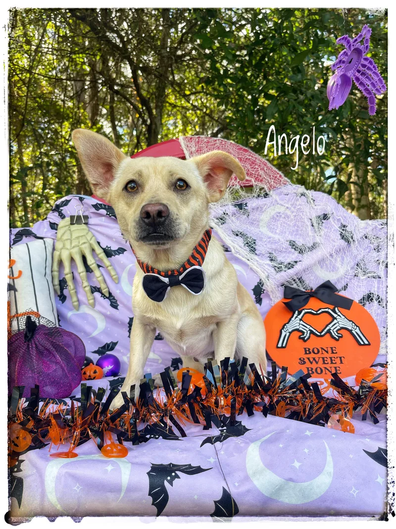 A baby small-sized male Chihuahua dog named Angelo for adoption in Sebring, FL
