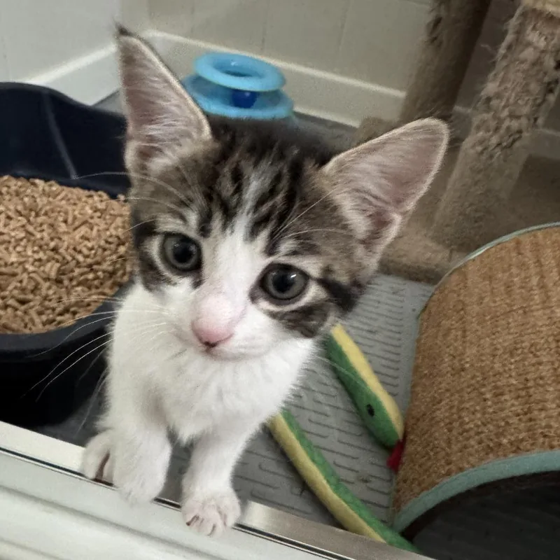 A baby small-sized female Brown / Chocolate Domestic Short Hair cat named Lucy for adoption in Hemet, CA