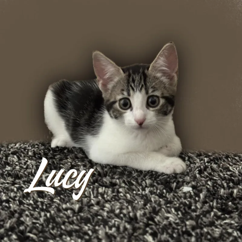 Lucy thumbnail 2