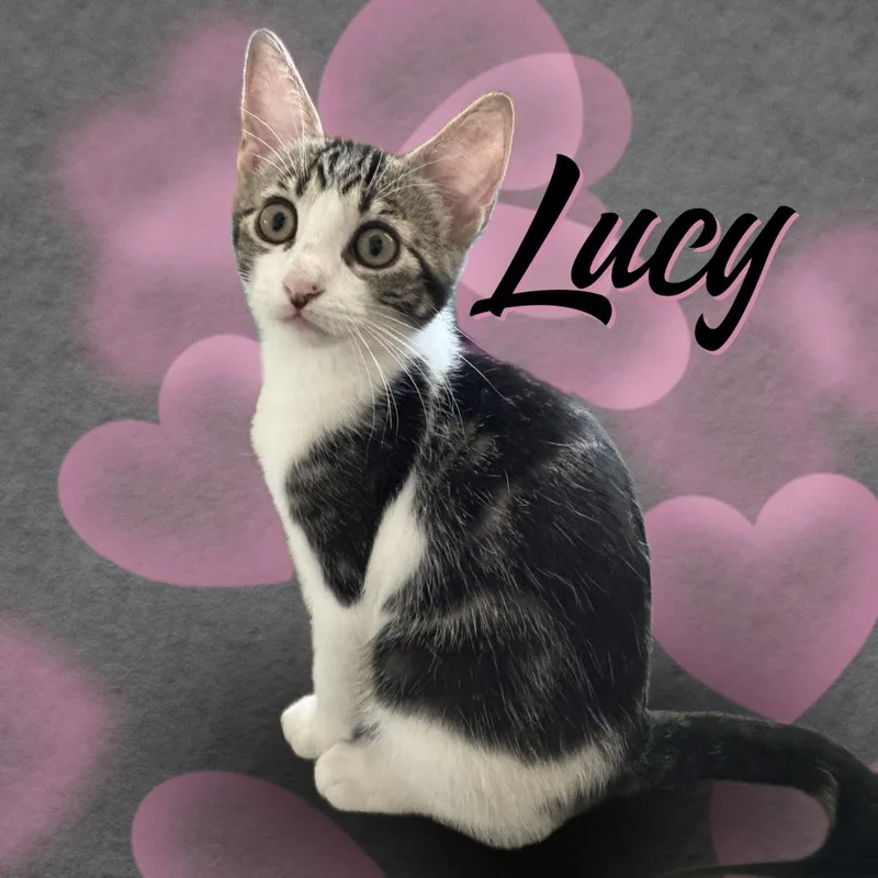 Lucy thumbnail 3