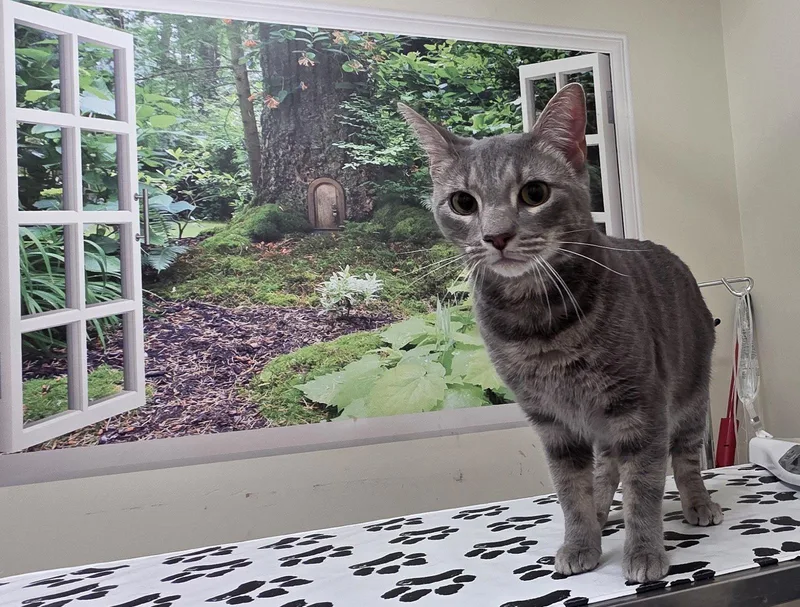 An adult medium-sized male Domestic Short Hair cat named Grady for adoption in Lancaster, PA