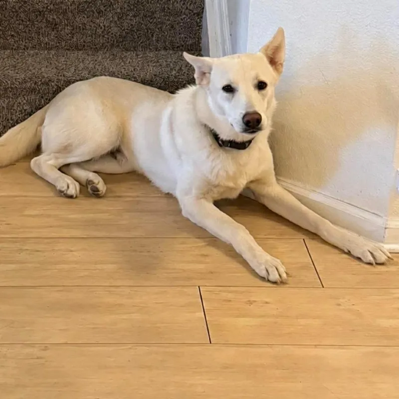 Axel