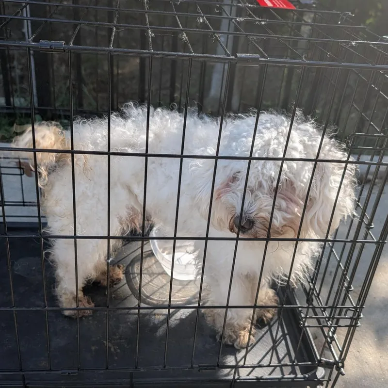 An adult small-sized male White / Cream Mixed Breed dog named Raditz for adoption in Greensboro, NC