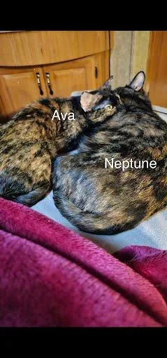 An adult small-sized female Domestic Short Hair cat named Ava for adoption in Beatrice, NE
