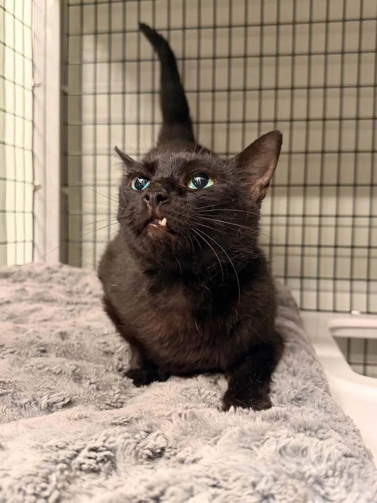 An adult large-sized female Black Domestic Short Hair cat named Bijou for adoption in Vancouver, WA