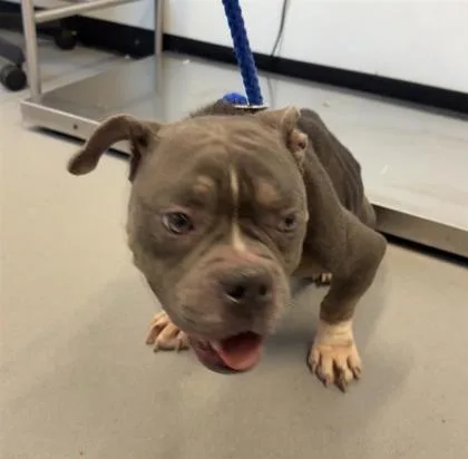 An adult small-sized female Mixed Breed dog named Azalea for adoption in West Chester, PA