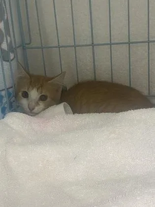 A baby small-sized male Domestic Short Hair cat named Mellow for adoption in Gainesville, FL