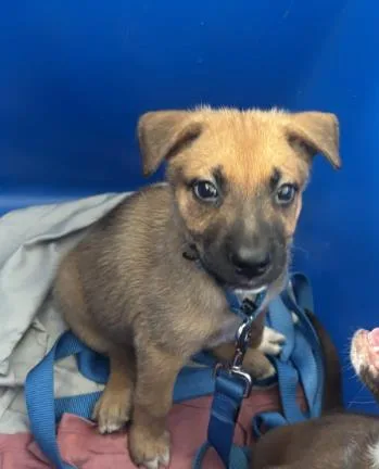 A baby small-sized female Mixed Breed dog named Roxanne for adoption in Dallas, TX