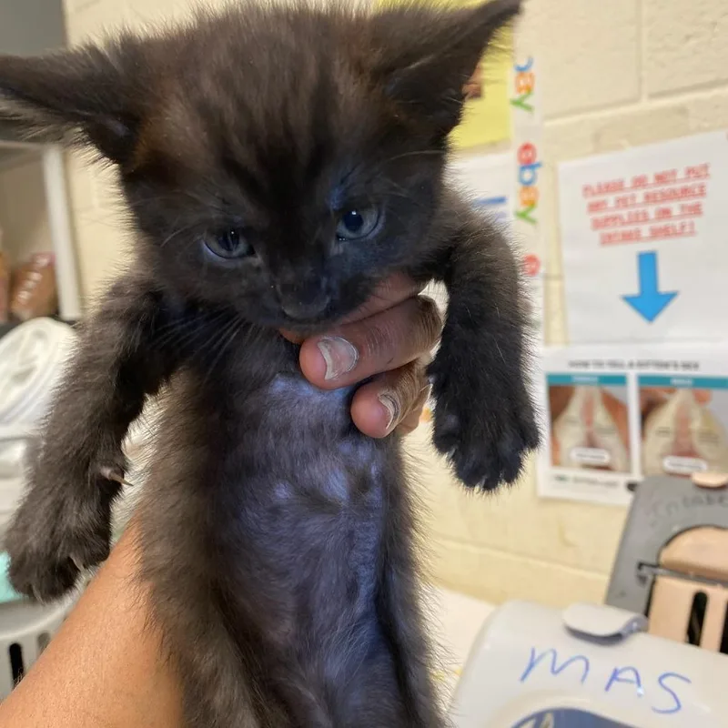 A baby small-sized male Black Domestic Short Hair cat named Zinky for adoption in Memphis, TN
