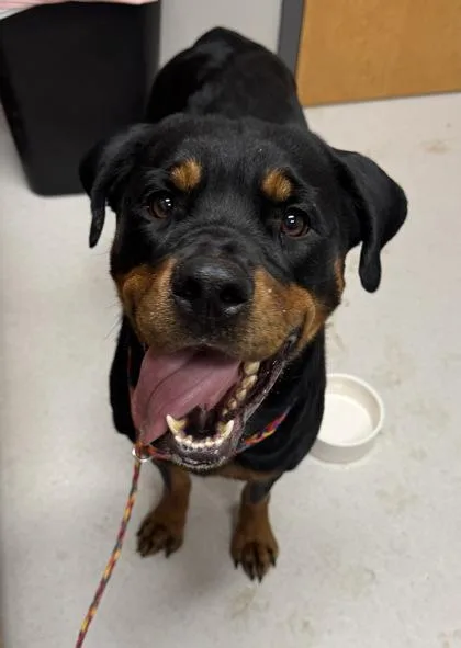 An adult large-sized female Rottweiler dog named Sage for adoption in Missoula, MT