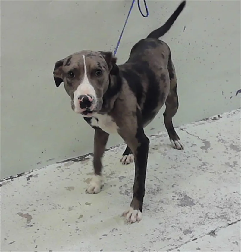 A young medium-sized male Catahoula Leopard Dog dog named Rimmy for adoption in Houston, TX