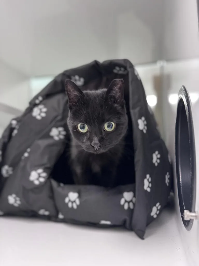 A senior small-sized female Domestic Short Hair cat named Bellatrix for adoption in Saint Paul, MN