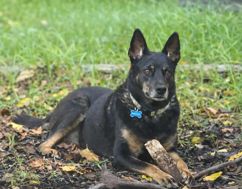 A senior large-sized male German Shepherd Dog dog named Bruno for adoption in Pleasant Grove, CA
