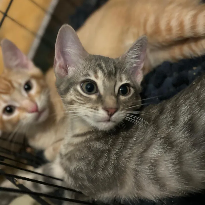 A baby small-sized female Gray / Blue / Silver Domestic Short Hair cat named Breakfast for adoption in Houston, TX