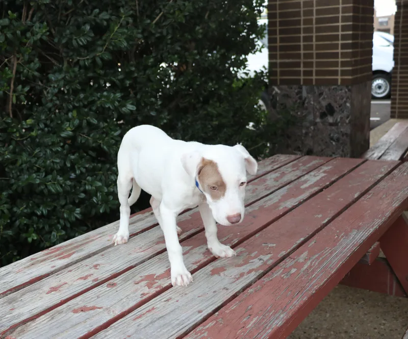 A baby medium-sized female Terrier dog named Izzee for adoption in Pflugerville, TX