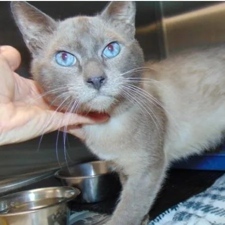 An adult medium-sized male Gray / Blue / Silver Domestic Short Hair cat named King Woman for adoption in Chicago, IL
