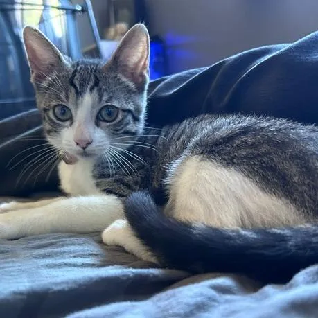 A baby small-sized female Gray / Blue / Silver Domestic Short Hair cat named Snowy for adoption in San Diego, CA
