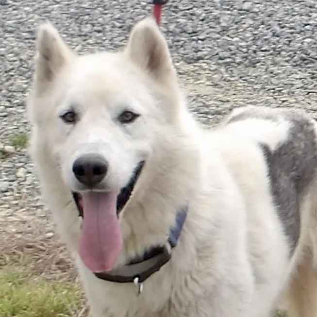 An adult medium-sized male Husky dog named Snowy for adoption in Gloucester, VA