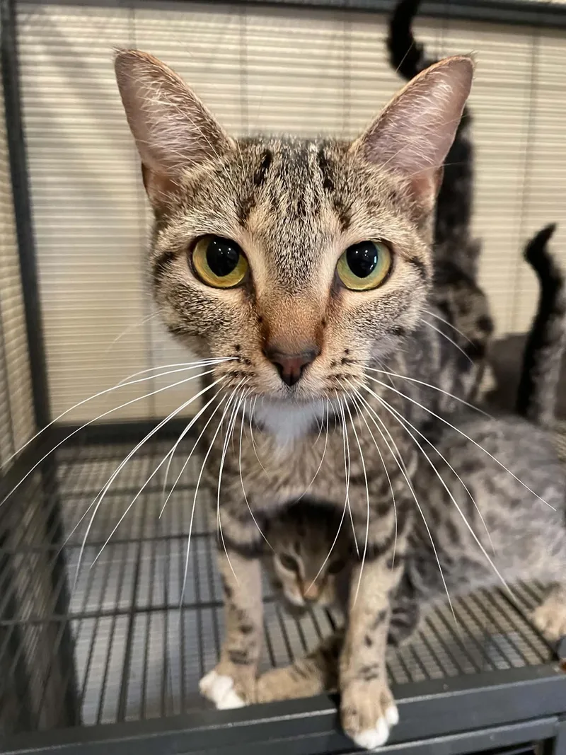 An adult medium-sized female Domestic Short Hair cat named Corinne for adoption in Bishopville, SC