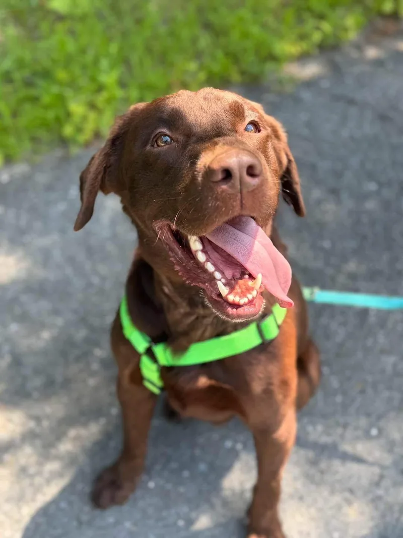 A young large-sized male Chocolate Labrador Retriever dog named Patriot for adoption in Albany, NY