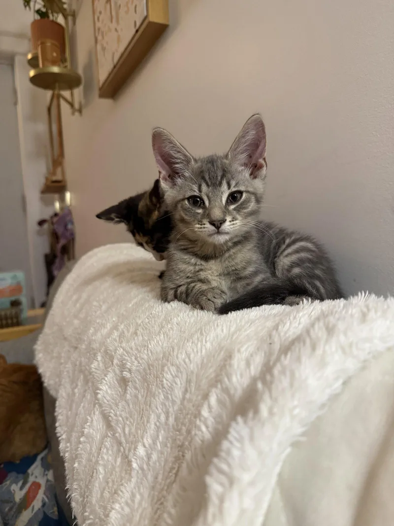 A baby small-sized male Domestic Short Hair cat named General Toebeans for adoption in Philadelphia, PA