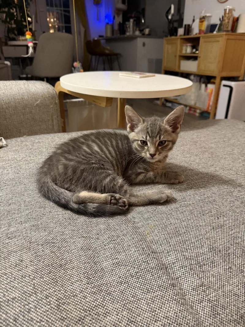 General Toebeans thumbnail 2