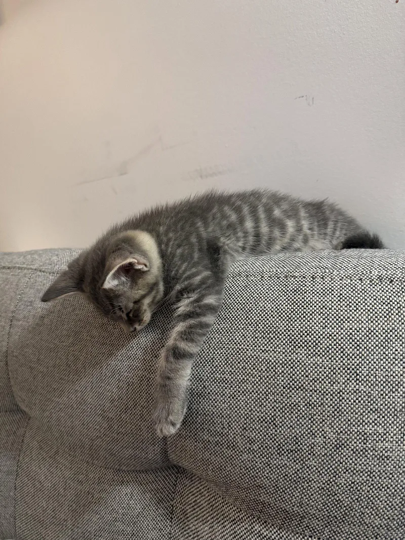 General Toebeans thumbnail 3