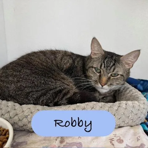 A young large-sized male Brown / Chocolate Domestic Short Hair cat named Robby for adoption in Archbold , OH