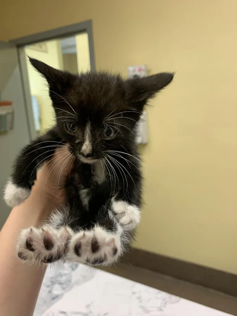 A baby medium-sized male Domestic Short Hair cat named Chips for adoption in Florence, SC