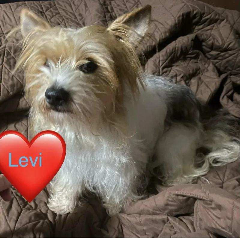 A young small-sized male Black Yorkshire Terrier dog named Levi for adoption in Greenville, SC