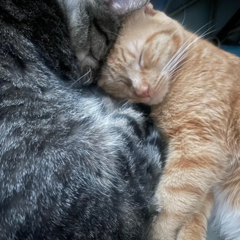 Cabbage And Lucky Chuck thumbnail 2